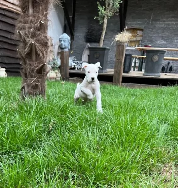 Adorabili cuccioli di Dogo Argentino | Foto 5