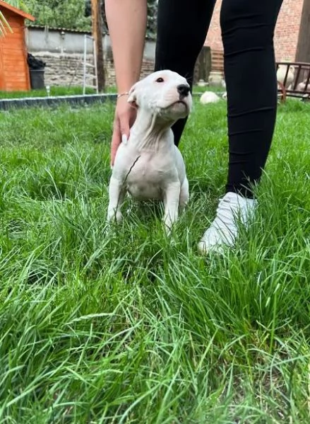 Adorabili cuccioli di Dogo Argentino | Foto 4