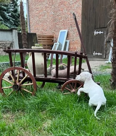 Adorabili cuccioli di Dogo Argentino | Foto 3