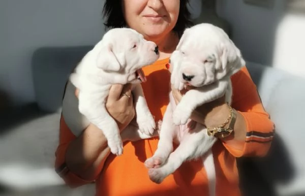 Adorabili cuccioli di Dogo Argentino