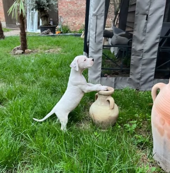 Adorabili cuccioli di Dogo Argentino | Foto 2