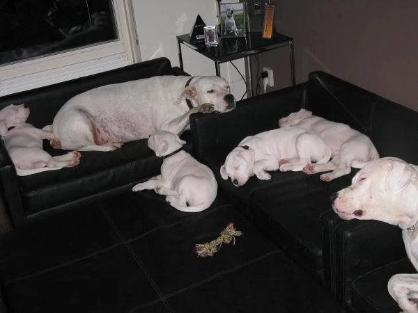Adorabili cuccioli di Dogo Argentino | Foto 1