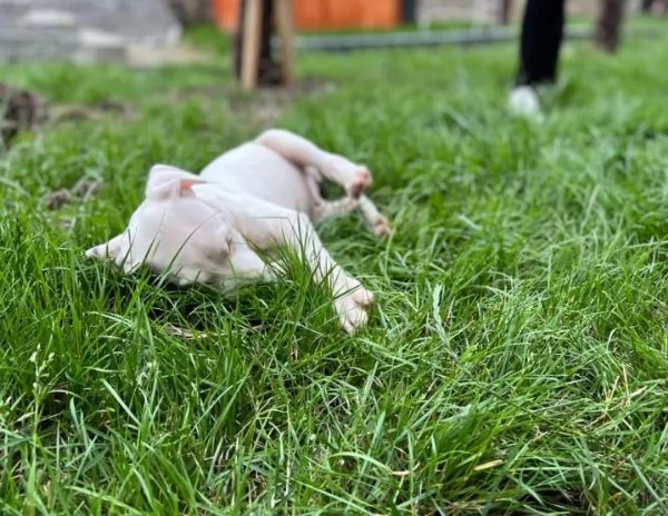 Adorabili cuccioli di Dogo Argentino | Foto 0