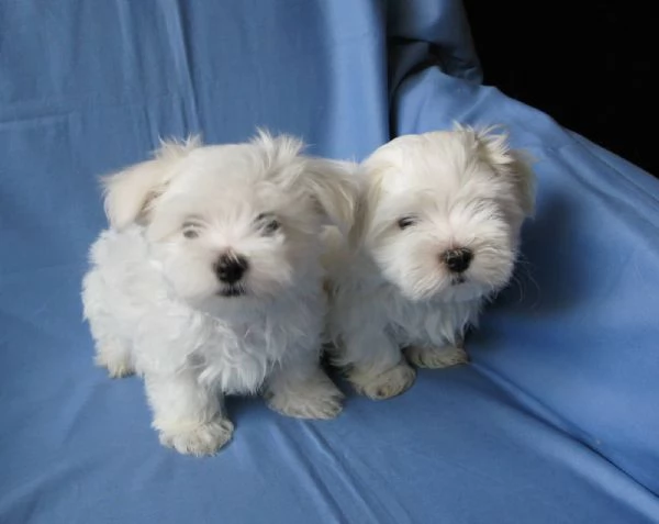 Cuccioli Maltese toy dai 3 ai 4 mesi  | Foto 0