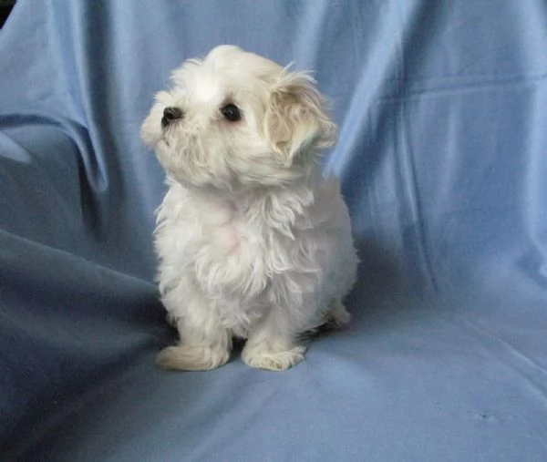 Cuccioli Maltese toy dai 3 ai 4 mesi 