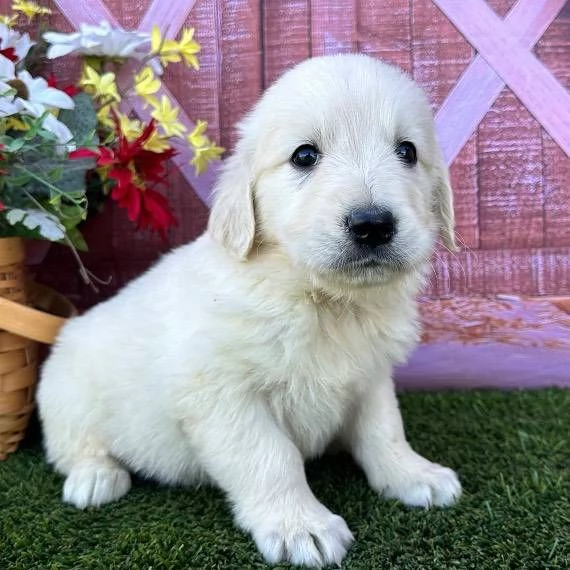 Disponibili cuccioli di Golden retriever