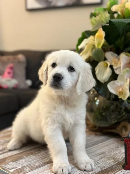 Due cuccioli maschietti di Golden retriever