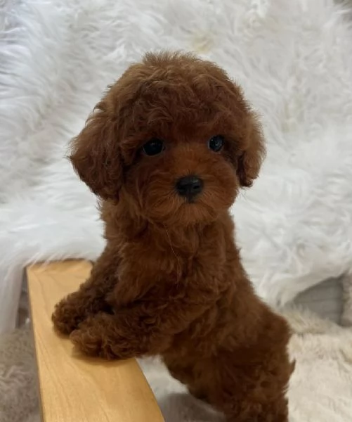 Barboncino toy maschio e femmina | Foto 0