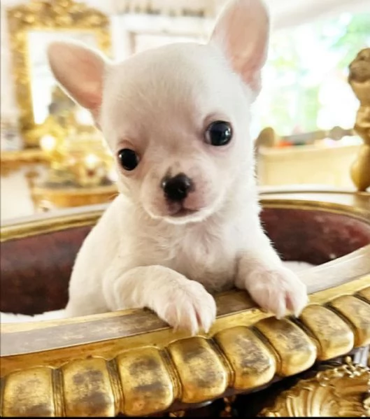 REGALÒ CHIHUAHUA MINI DISPONIBILE…