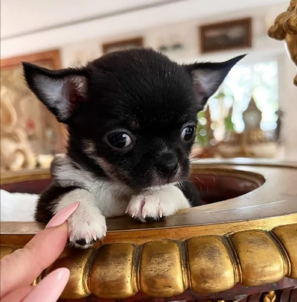 REGALÒ CHIHUAHUA MINI DISPONIBILE… | Foto 0