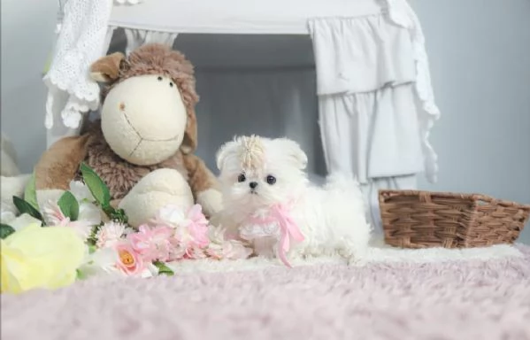 REGALÒ MALTESE TOY DISPONIBILE,,,,, | Foto 0