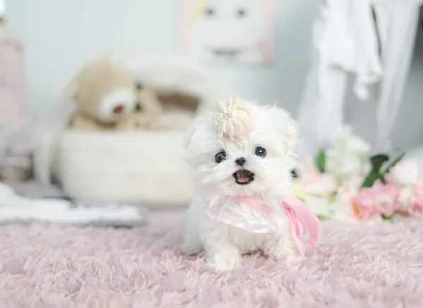 REGALÒ MALTESE TOY DISPONIBILE,,,,,