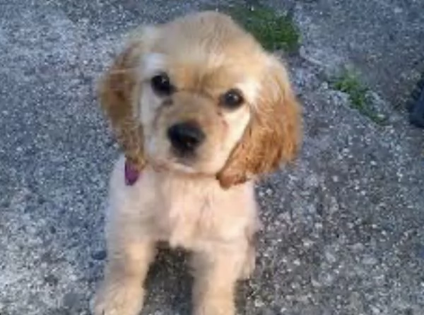 REGALO GOLDEN RETRIEVER | Foto 0