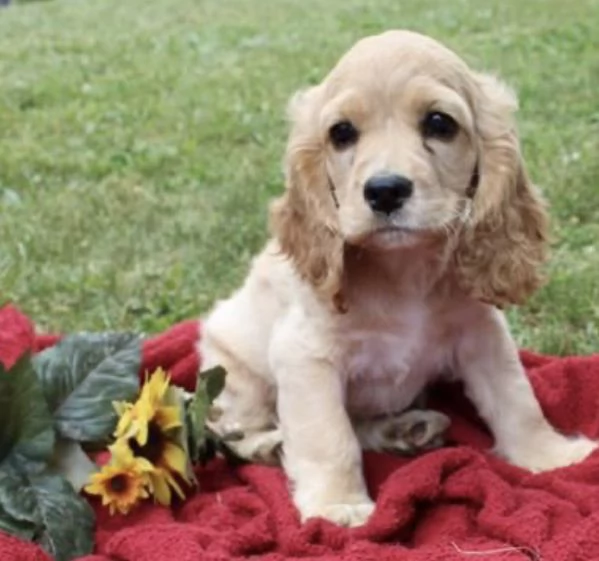 REGALO GOLDEN RETRIEVER