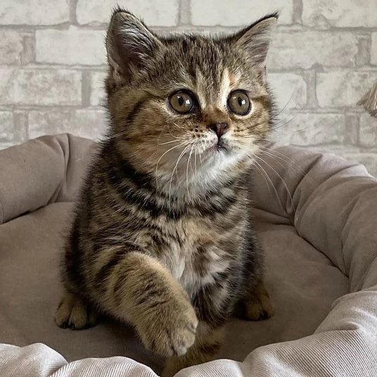 Bellissimo gattino Scottish Fold | Foto 1