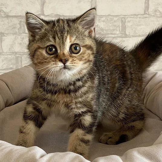 Bellissimo gattino Scottish Fold | Foto 0