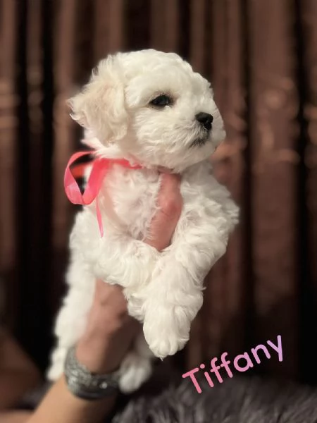 Bichon Frise cuccioli