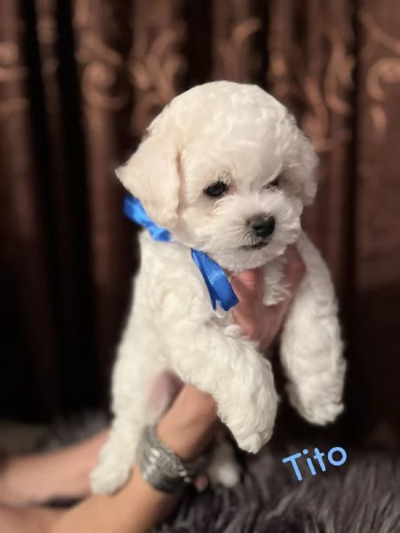 Bichon Frise cuccioli | Foto 5