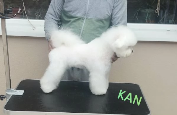 Bichon Frise cuccioli | Foto 4