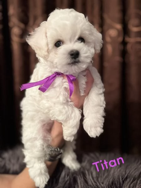 Bichon Frise cuccioli | Foto 0