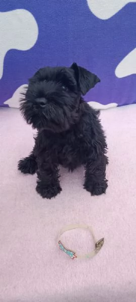 Schnauzer nano Cuccioli | Foto 6
