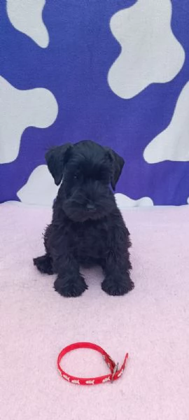 Schnauzer nano Cuccioli | Foto 5
