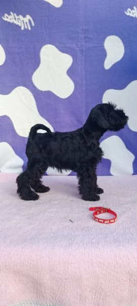 Schnauzer nano Cuccioli | Foto 4
