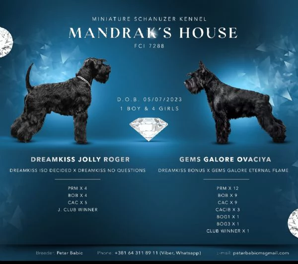 Schnauzer nano Cuccioli