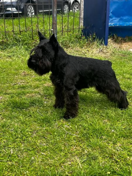 Schnauzer nano Cuccioli | Foto 3