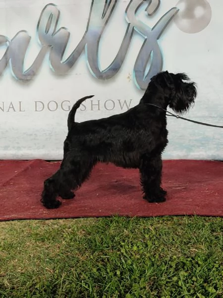 Schnauzer nano Cuccioli | Foto 2