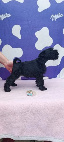 Schnauzer nano Cuccioli | Foto 1