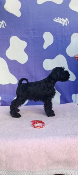 Schnauzer nano Cuccioli | Foto 0