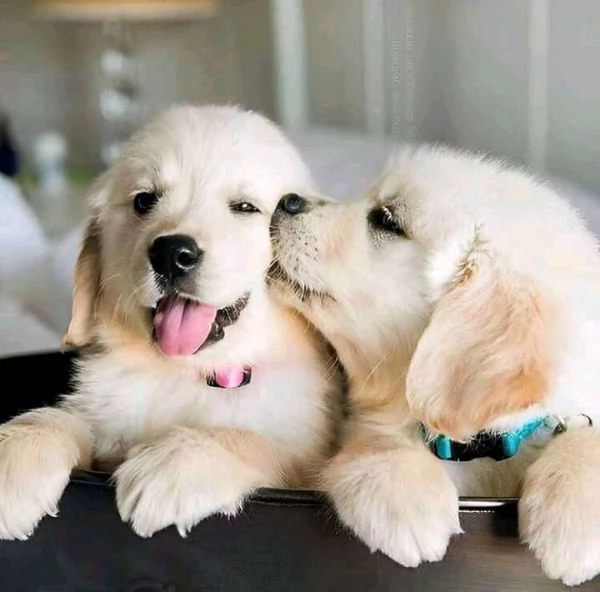 Due cuccioli maschietti di Golden retriever | Foto 0