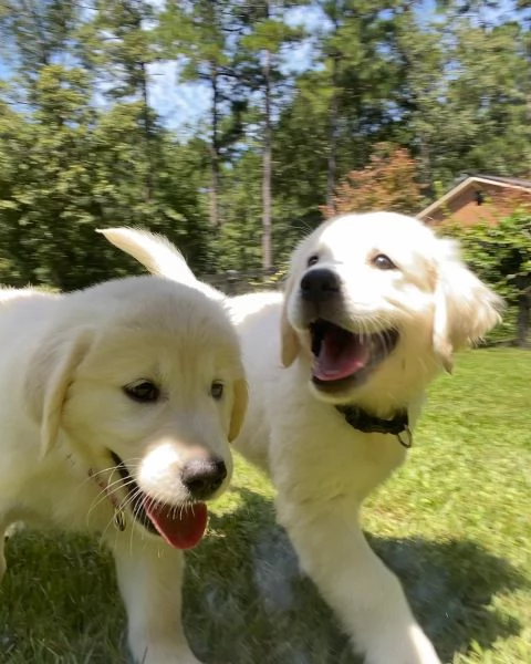 Due cuccioli maschietti di Golden retriever