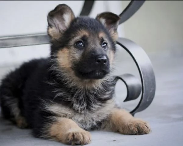 Regalo CUCCIOLI PASTORE TEDESCO CUCCIOLI DI PASTORE TEDESCO SONO 3 FEMMINE E 2 MASCHIO. LE FOTO SONO