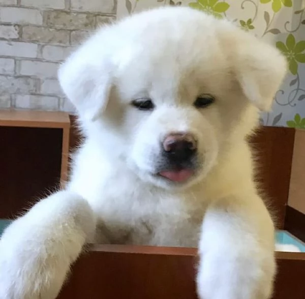 REGALO AKITA INU CUCCIOLI MASCHIO E FEMMINA Disponibili cuccioli , Ottima genealogia, Caratteri sple