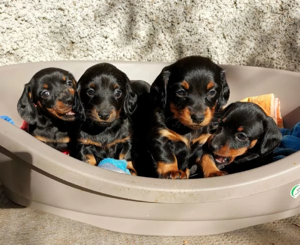 Sette cuccioli di bassotto nano (tre femmine, quattro maschi) | Foto 1