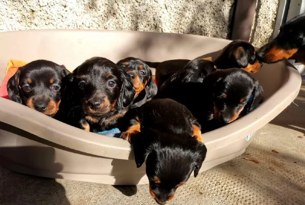 Sette cuccioli di bassotto nano (tre femmine, quattro maschi) | Foto 0
