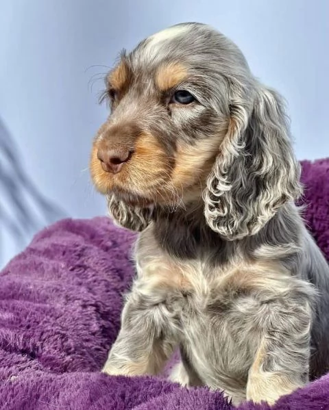 Regalo Cuccioli di Carlino Abbiamo disponibili cuccioli di Carlino maschi e femmine. I cuccioli sono