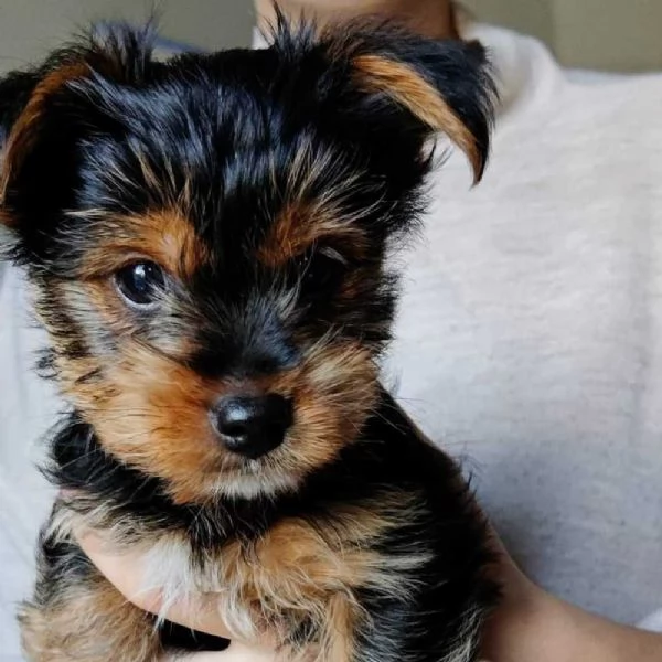 cuccioli yorkshire terrier | Foto 2