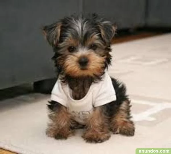 cuccioli yorkshire terrier | Foto 1