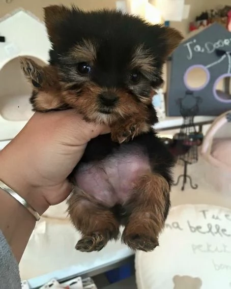 cuccioli yorkshire terrier