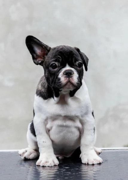 Bulldog francesi di altissima qualit&agrave; – prenotazioni aperte!