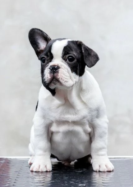Bulldog francesi di altissima qualit&agrave; – prenotazioni aperte! | Foto 4