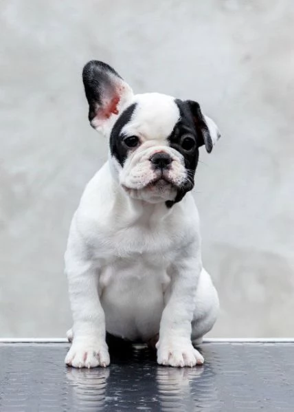 Bulldog francesi di altissima qualit&agrave; – prenotazioni aperte! | Foto 3