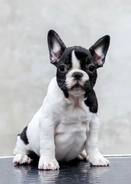 Bulldog francesi di altissima qualit&agrave; – prenotazioni aperte! | Foto 2