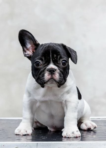 Bulldog francesi di altissima qualit&agrave; – prenotazioni aperte! | Foto 1