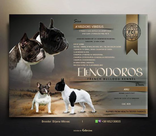 Bulldog francesi di altissima qualit&agrave; – prenotazioni aperte! | Foto 0