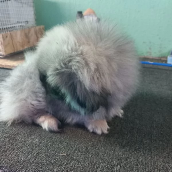 Pechinese cuccioli in vendita | Foto 3