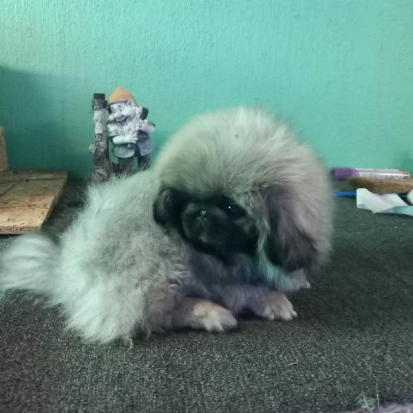 Pechinese cuccioli in vendita | Foto 2